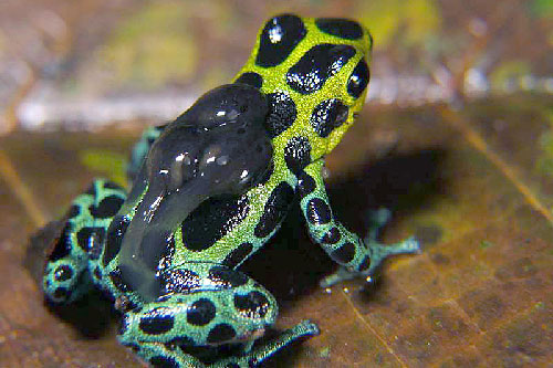 Kinh dị loài ếch độc sơ sinh sẵn sàng ăn thịt anh em ruột