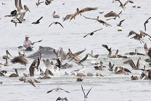 Có phải động vật biết được động đất sắp xảy ra?