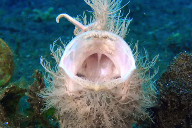 CLIP: Loài cá có tốc độ đớp mồi nhanh kỷ lục