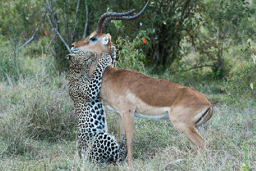 Linh dương Impala đứng im "chờ" báo hoa mai xử tử