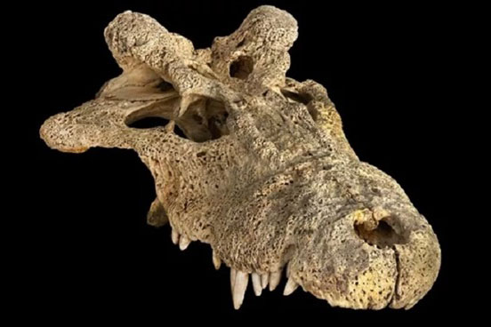 Cá sấu quái dị, mọc sừng trên đầu