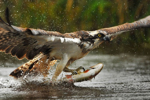 Cận cảnh màn bắt cá ngoạn mục của đại bàng