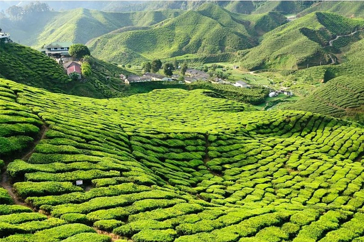 Vùng trồng chè ở Malaysia. Nguồn: Getty