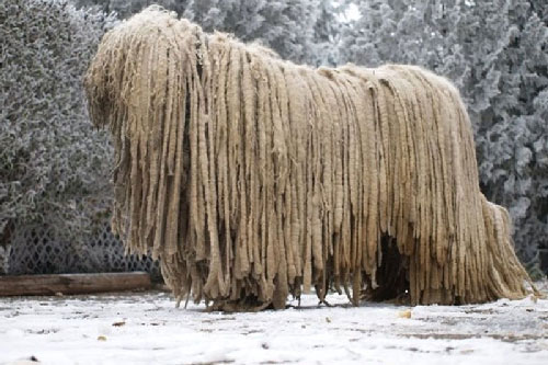 Những giống chó có hình thù kì dị nhất thế giới