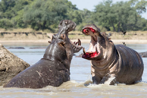 Cận cảnh màn đánh nhau “sứt đầu mẻ trán” của hai con hà mã