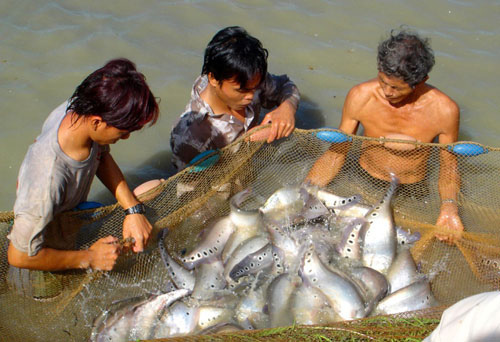 Tỉnh nào là thủ phủ cá thát lát của cả nước?