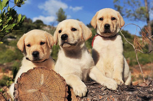 Thế giới qua nhãn quan của các loài động vật nhìn như thế nào?