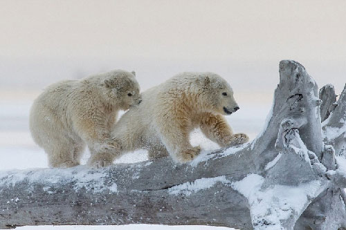 Khoảnh khắc tình cảm cực kỳ đáng yêu của anh em nhà gấu trắng