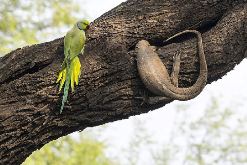 Thằn lằn nhận cái kết cực "đắng" khi cả gan tấn công vẹt con