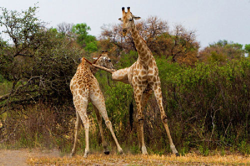 Cận cảnh hươu cao cổ tung tuyệt kỹ "vô ảnh cước"