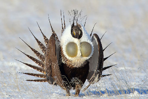 Gà gô hiền gây ấn tượng với vẻ ngoài “hầm hố”