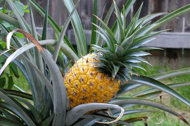 Dứa đắt nhất thế giới, giá 300 triệu đồng/quả có gì đặc biệt?