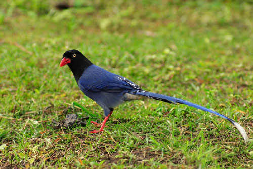 Chiêm ngưỡng vẻ đẹp của chim giẻ cùi ở môi trường tự nhiên