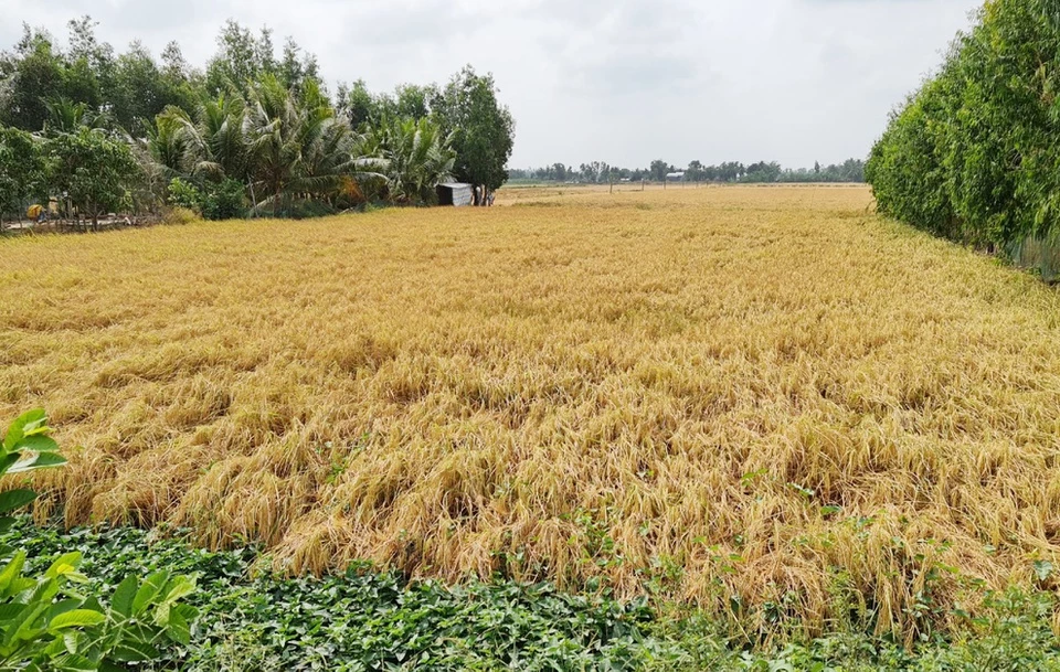 "Thấy dừa thì nhớ Bến Tre - Thấy bông lúa đẹp thương về Hậu Giang". Hậu Giang là tỉnh nằm ở vùng Tây sông Hậu, có lúa là cây trồng chủ lực trong sản xuất nông nghiệp, với một số giống lúa chất lượng cao như OM4218, OM5451, OM7347, OM4900, HG2… Ảnh: Việt Tường.