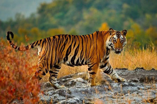 Vì sao hổ dễ dàng phát hiện con mồi ngay cả trong bóng tối?