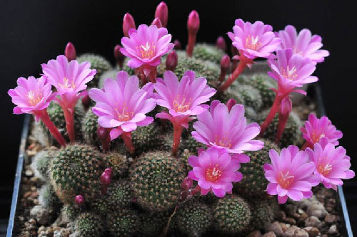 Truyền thuyết cảm động về hoa xương rồng