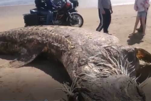 CLIP: Những sinh vật biển bí ẩn từng được con người phát hiện