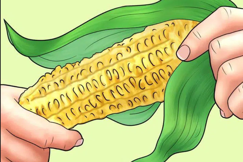 Những vật liệu kỳ quặc từng được con người dùng làm "giấy vệ sinh", chỉ nghe thôi cũng đã thấy nhói đau