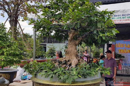 Những cây mai cổ thụ trị giá tiền tỷ, có cây còn được dát vàng