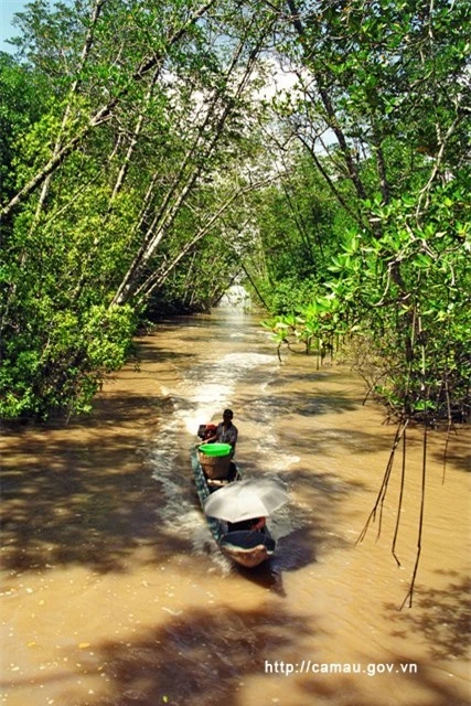 Khám phá rừng ngập mặn Cà Mau