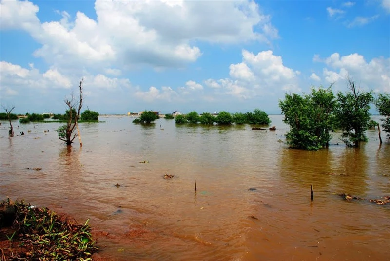 Một bãi cọc nằm trong đầm nước giáp đê sông Chanh, thuộc Yên Giang, thị xã Quảng Yên, tỉnh Quảng Ninh được phát hiện năm 1953. Tới năm 2005, thêm một bãi cọc nữa được tìm thấy ở cánh đồng Vạn Muối (thuộc Nam Hòa, thị xã Quảng Yên, Quảng Ninh). Ảnh: Thanh Sơn HP.