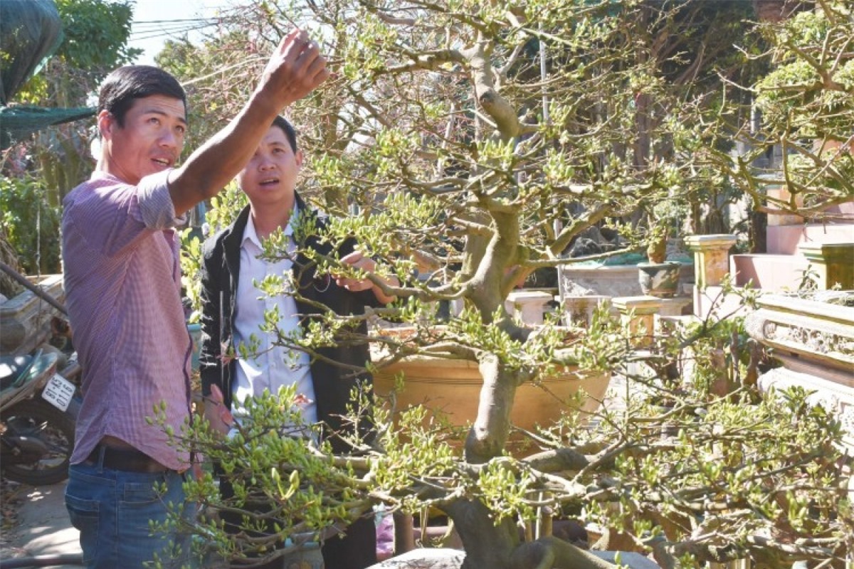 Gốc mai bonsai đẹp được ghép vào gốc mai cổ thụ.