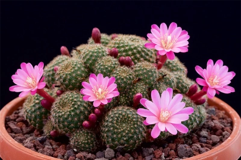 Họ Xương rồng có danh pháp khoa học là Cactaceae. Loài này thường là các loài cây mọng nước hai lá mầm và có hoa. 