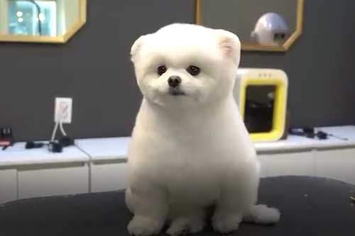 CLIP: 8 giống chó nhỏ bé và dễ thương nhất thế giới