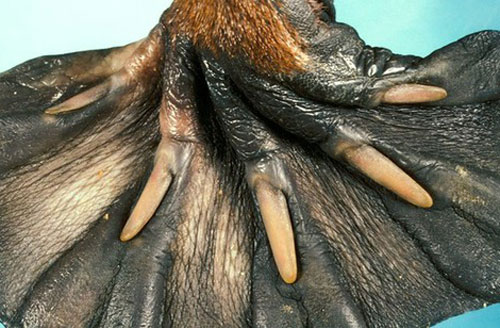 15 sự thật thú vị về động vật không hề có trong sách giáo khoa