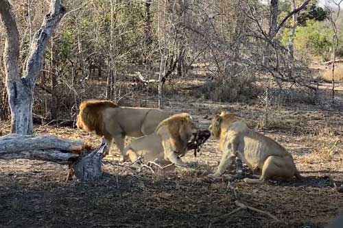 CLIP: Sư tử đực 'nổi điên' tấn công đàn chó hoang con