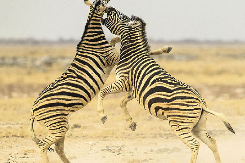 Cận cảnh cuộc đại chiến tàn khốc của 2 con ngựa vằn