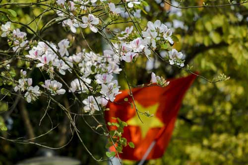 Hoa Ban nở trắng tinh khôi giữa núi rừng Tây Bắc