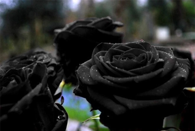 Sự thật về hoa hồng đen khiến nhiều người thích thú