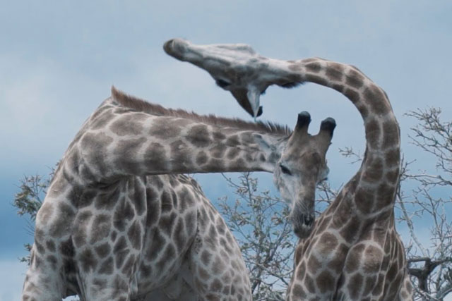 CLIP: Hươu cao cổ tung đòn cực hiểm, hạ knock-out tình địch trong ‘một nốt nhạc’