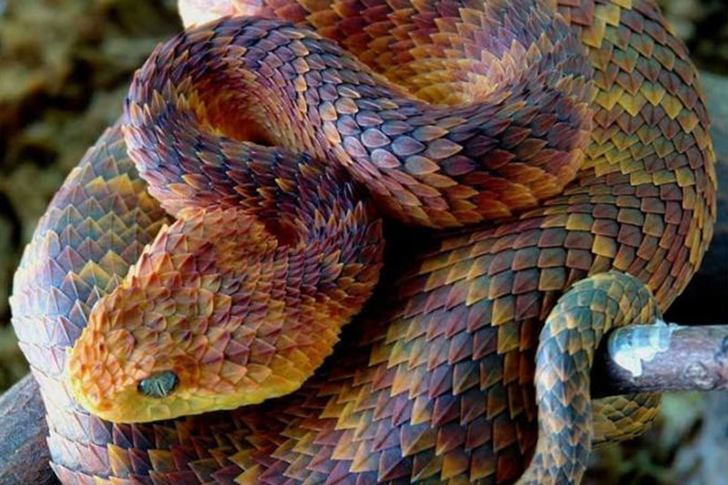 Vẻ đẹp kỳ quái của loài rắn mọc sừng khắp cơ thể, màu sắc sặc sỡ cực bắt mắt