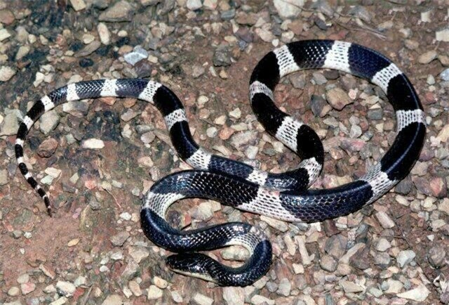 Những loài rắn nọc siêu độc sống phổ biến ở Việt Nam