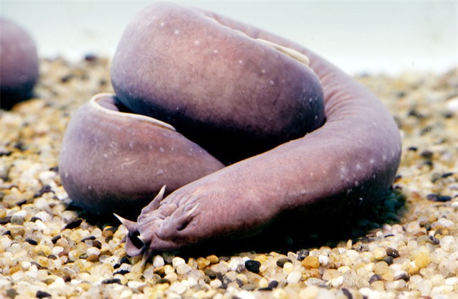 Bí mật về loài sinh vật kỳ dị dù bị cá mập cắn xé cũng không chết