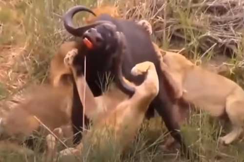 CLIP: Sư tử nhận cái kết đắng khi tấn công nhầm con mồi
