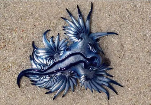 CLIP: Điểm danh 15 loài động vật kích thước nhỏ nhưng chứa kịch độc có thể gây chết người