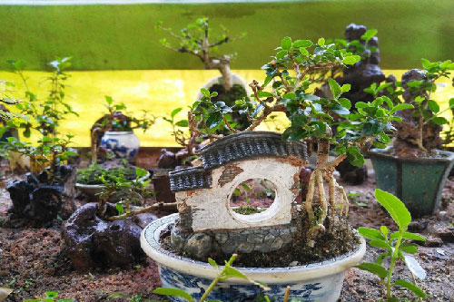 Chiêm ngưỡng bộ sưu tập kỷ lục thế giới về 5.600 cây bonsai và tiểu cảnh mini