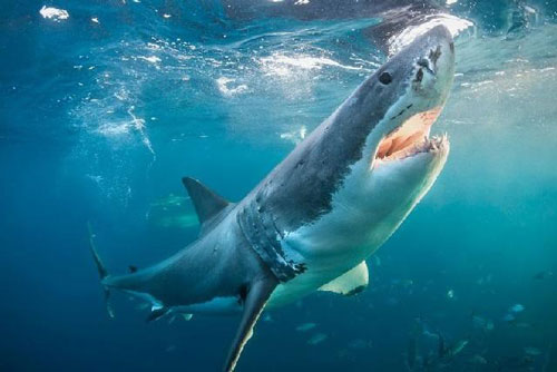 Những vụ cá mập tấn công, giết người kinh hoàng nhất thế giới