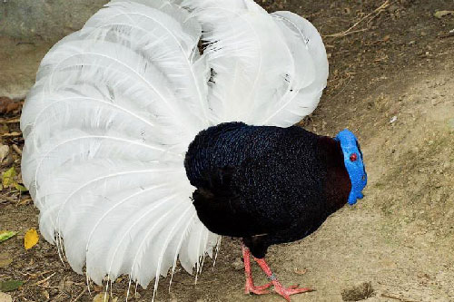 Chiêm ngưỡng bộ lông cực “độc” của gà lôi Bulwer