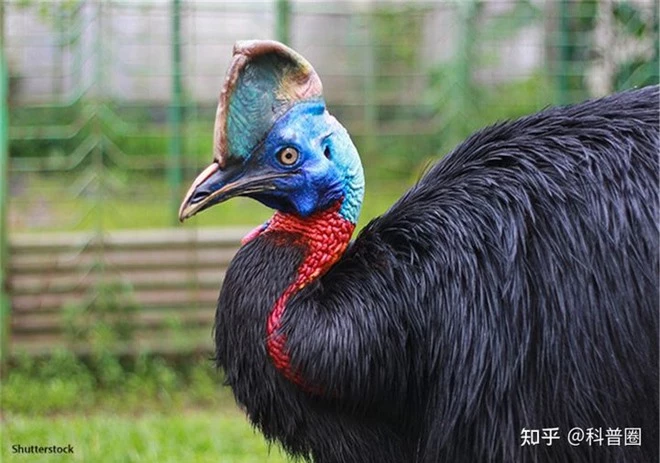 Cassowary: Loài chim nguy hiểm nhất hành tinh, ngay cả quân đội cũng phải nể sợ chúng vài phần - Ảnh 1.