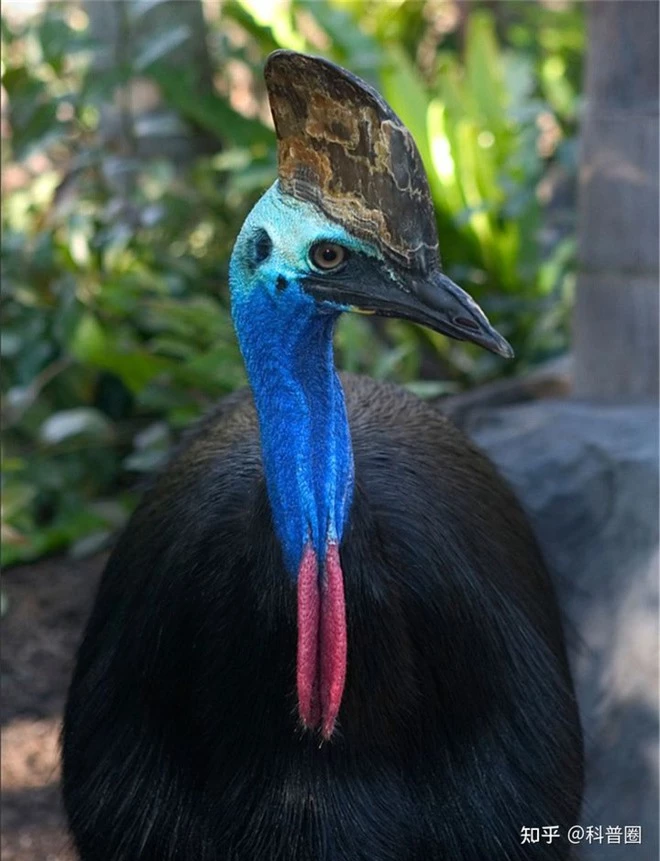 Cassowary: Loài chim nguy hiểm nhất hành tinh, ngay cả quân đội cũng phải nể sợ chúng vài phần - Ảnh 10.