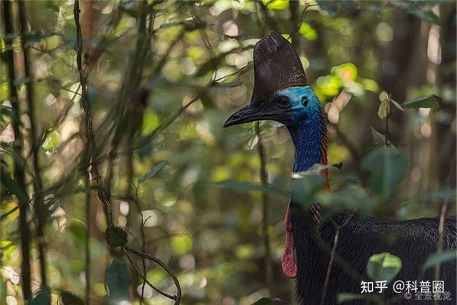 Cassowary: Loài chim nguy hiểm nhất hành tinh, ngay cả quân đội cũng phải nể sợ chúng vài phần - Ảnh 2.