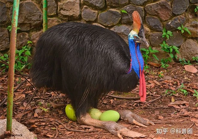 Cassowary: Loài chim nguy hiểm nhất hành tinh, ngay cả quân đội cũng phải nể sợ chúng vài phần - Ảnh 5.