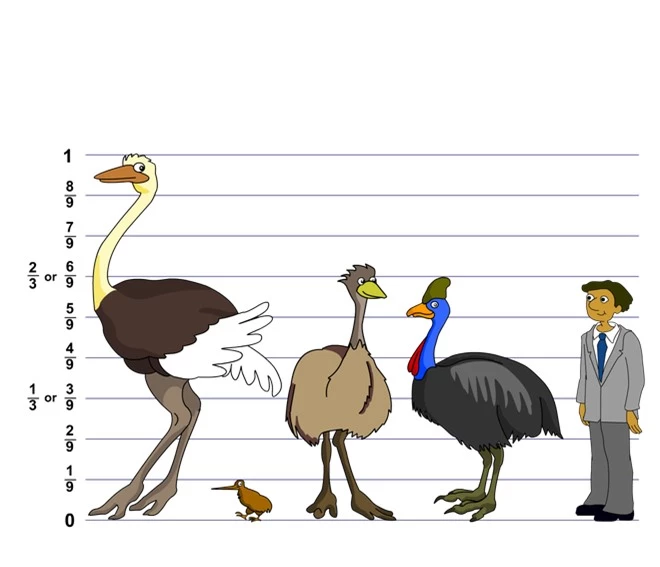 Cassowary: Loài chim nguy hiểm nhất hành tinh, ngay cả quân đội cũng phải nể sợ chúng vài phần - Ảnh 6.