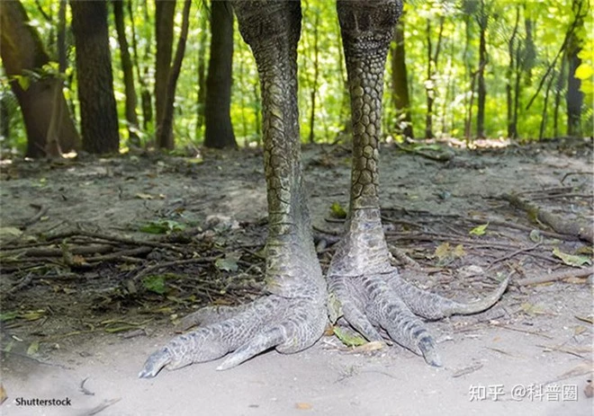 Cassowary: Loài chim nguy hiểm nhất hành tinh, ngay cả quân đội cũng phải nể sợ chúng vài phần - Ảnh 8.