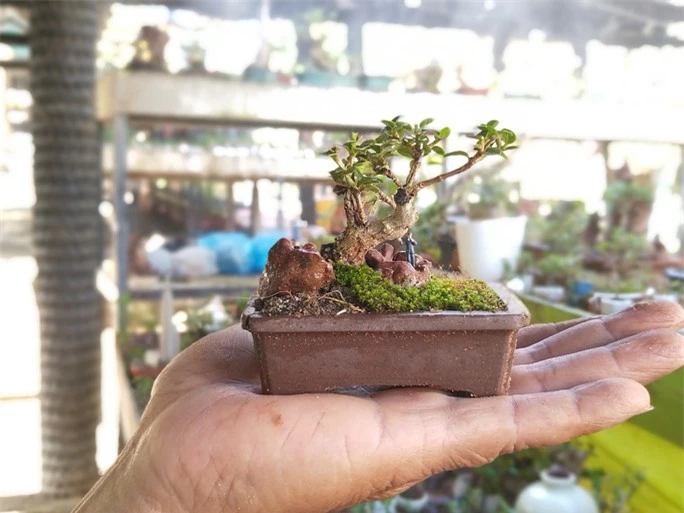 Chiêm ngưỡng bộ sưu tập kỷ lục thế giới 5.600 cây bonsai và tiểu cảnh mini - Ảnh 1.