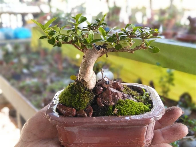 Chiêm ngưỡng bộ sưu tập kỷ lục thế giới 5.600 cây bonsai và tiểu cảnh mini - Ảnh 2.